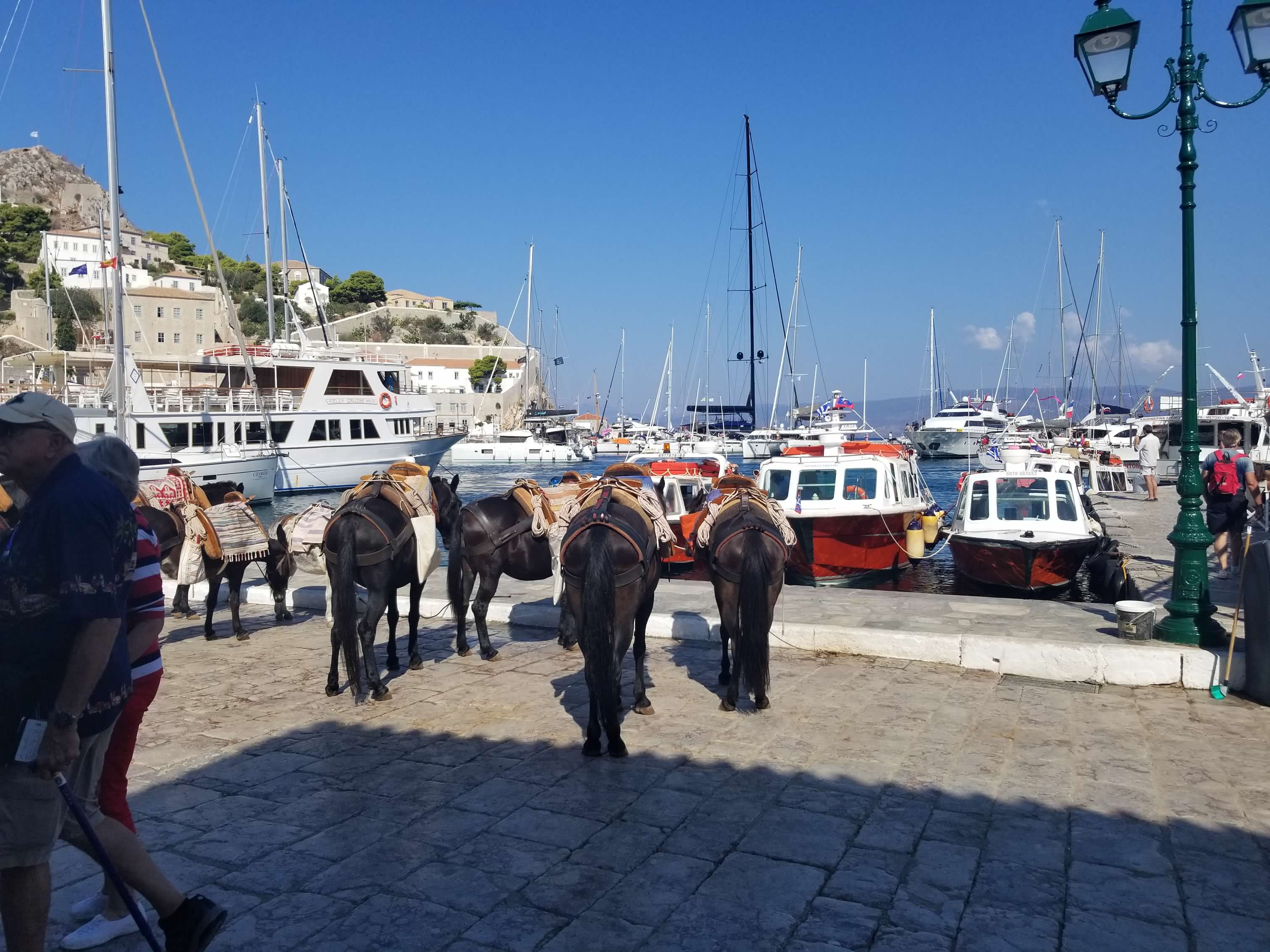 Donkeys on Hydra